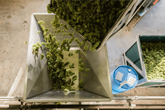 Discover Albariño: A Hidden Gem